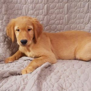 Golden Retriever Puppy Charles