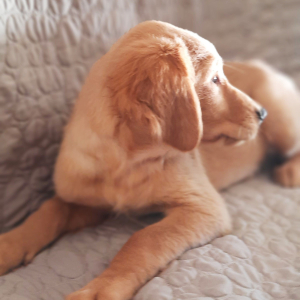 Golden Retriever Puppy Charles