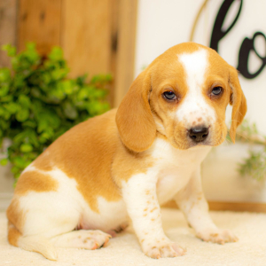 Beagle Puppy Milo