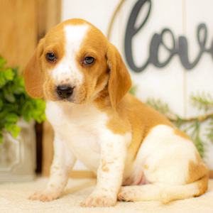 Beagle Puppy Milo