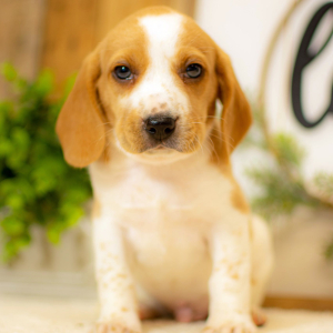 Beagle Puppy Milo