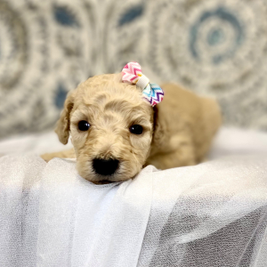 Poodle Puppy Envie