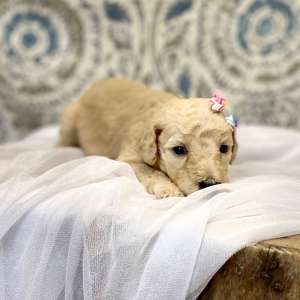 Poodle Puppy Envie