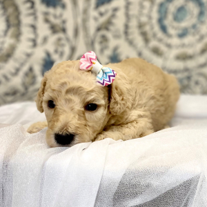 Poodle Puppy Envie
