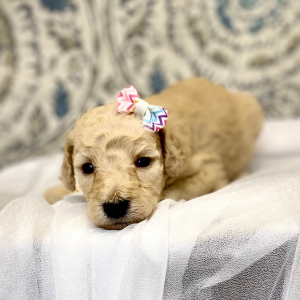Poodle Puppy Envie