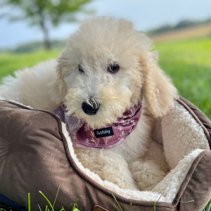 Poodle Puppy Envie