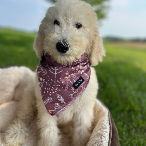Poodle Puppy Envie