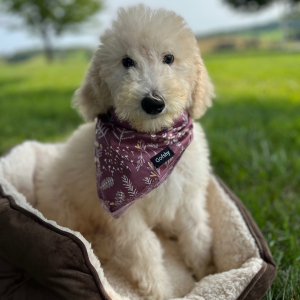 Poodle Puppy Envie