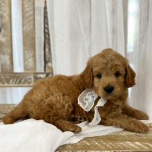 Goldendoodle Puppy Diamond