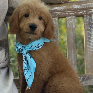 Goldendoodle Puppy Diamond