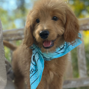 Goldendoodle Puppy Diamond