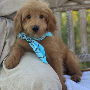Goldendoodle Puppy Diamond