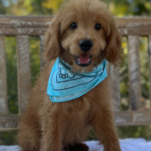 Goldendoodle Puppy Diamond