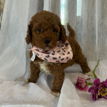 Goldendoodle Puppy Marigold