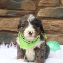 Bernedoodle Puppy Neil