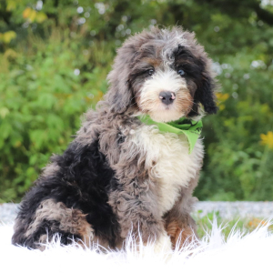 Bernedoodle Puppy Neil