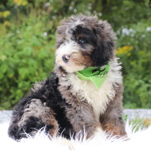 Bernedoodle Puppy Neil