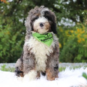 Bernedoodle Puppy Neil