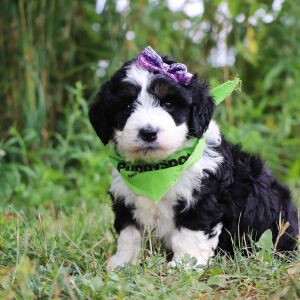 Bernedoodle Puppy Kara
