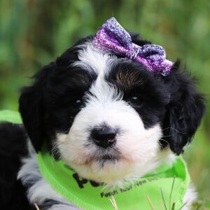 Bernedoodle Puppy Kara