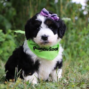 Bernedoodle Puppy Kara