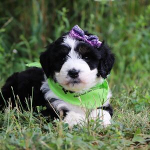 Bernedoodle Puppy Kara