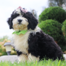 Bernedoodle Puppy Kara