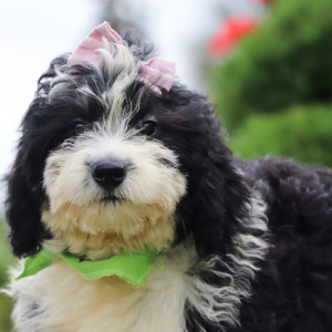 Bernedoodle Puppy Kara