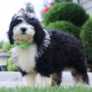 Bernedoodle Puppy Kara