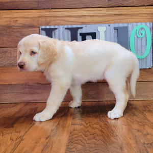 Labradoodle Puppy Abigale