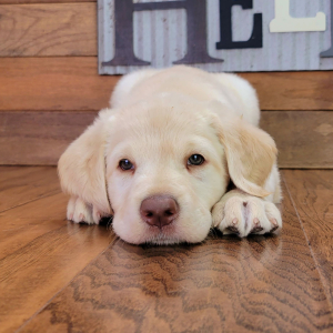 Labradoodle Puppy Abigale