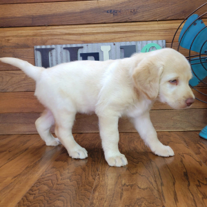 Labradoodle Puppy Abigale