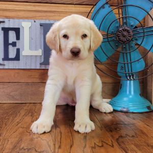 Labradoodle Puppy Abigale