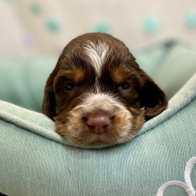 English Springer Spaniel Puppy Rama