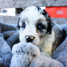 Cockapoo Puppy Rally