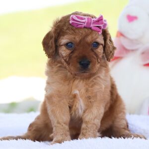 Cavapoo Puppy Mona
