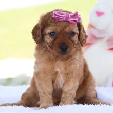 Cavapoo Puppy Mona