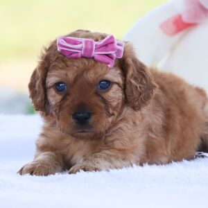 Cavapoo Puppy Mona