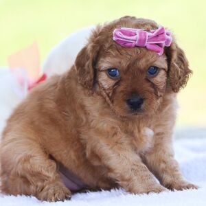 Cavapoo Puppy Mona