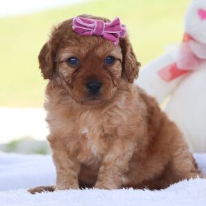 Cavapoo Puppy Mona
