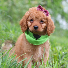 Cavapoo Puppy Mona