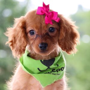 Cavapoo Puppy Mona