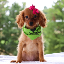 Cavapoo Puppy Mona