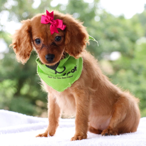 Cavapoo Puppy Mona