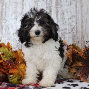 Maltipoo Puppy Bryce