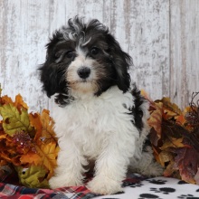 Maltipoo Puppy Bryce