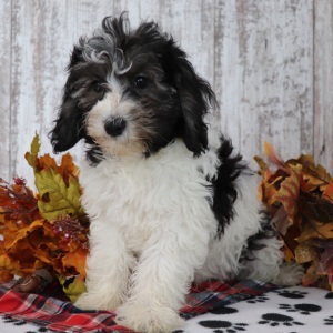 Maltipoo Puppy Bryce