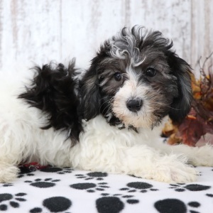 Maltipoo Puppy Bryce