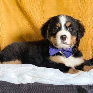 Bernese Mountain Dog Puppy Camilla