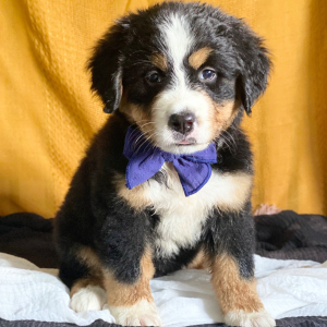 Bernese Mountain Dog Puppy Camilla